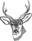 Deer Head