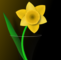 Daffodil