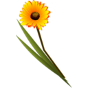 download Flowers Gerbera clipart image with 0 hue color