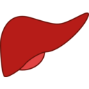 Liver