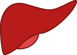 Liver