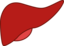 Liver