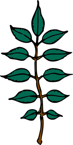 Ash Leaves