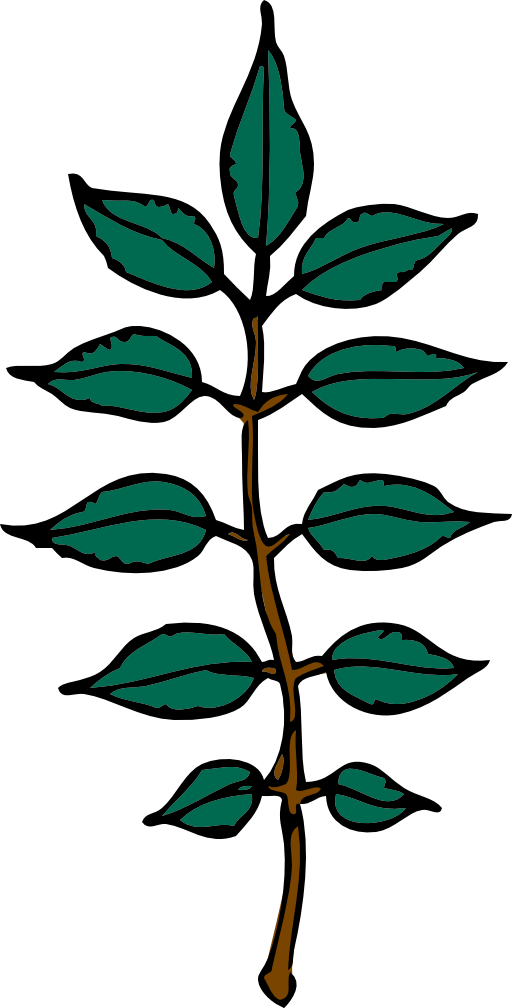 Ash Leaves