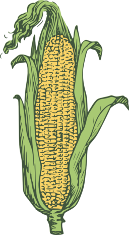 Ear Of Corn Colored