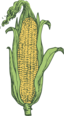 Ear Of Corn Colored