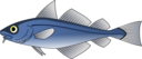 Codfish
