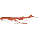 download Humpback Whale clipart image with 180 hue color