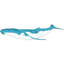 Humpback Whale