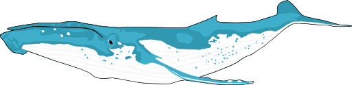 Humpback Whale