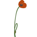 Papaver