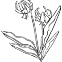 download Gg Erythronium Grandiflorum clipart image with 90 hue color