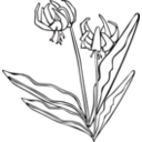 download Gg Erythronium Grandiflorum clipart image with 270 hue color