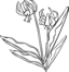 Gg Erythronium Grandiflorum