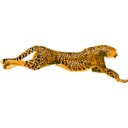 Leopard Cheetah