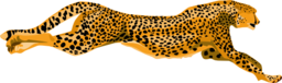 Leopard Cheetah