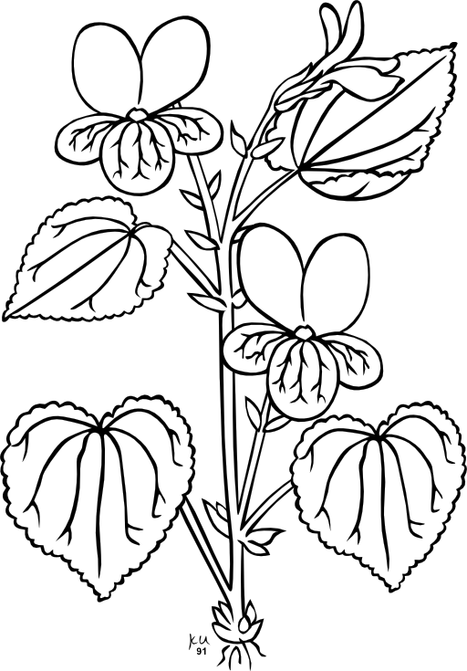 Ku Viola Glabella