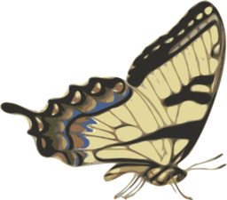 Butterfly Papilio Turnus Side View
