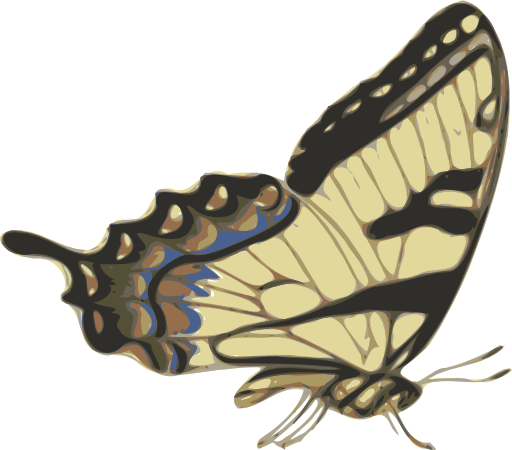 Butterfly Papilio Turnus Side View