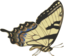 Butterfly Papilio Turnus Side View