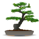 Bonsai