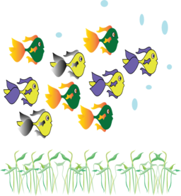 Fish Fleet