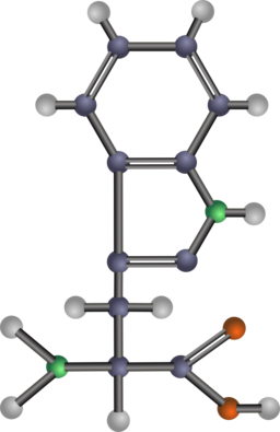 Tryptophan Amino Acid