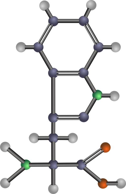 Tryptophan Amino Acid