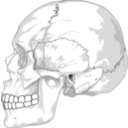 download Human Skull Side View clipart image with 180 hue color
