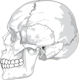 Human Skull Side View