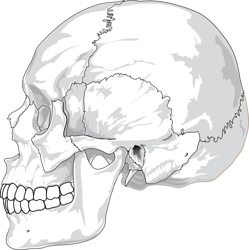 Human Skull Side View