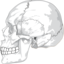 Human Skull Side View