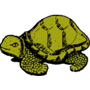 Tortoise