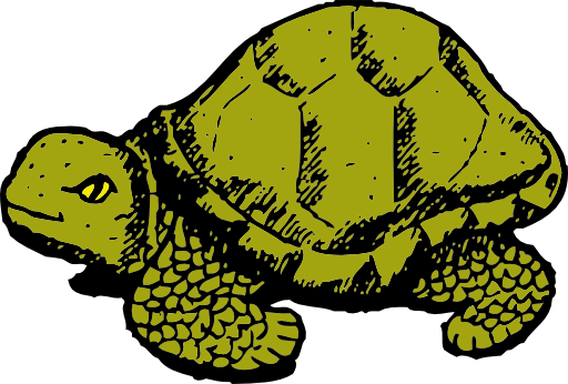 Tortoise