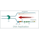 Dna Replication