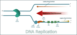 Dna Replication