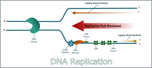 Dna Replication