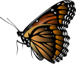 Monarch Butterfly