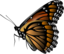 Monarch Butterfly