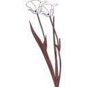 download Calochortus Apiculatus clipart image with 225 hue color