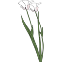 download Calochortus Apiculatus clipart image with 315 hue color