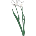 Calochortus Apiculatus