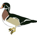 download Duck clipart image with 0 hue color
