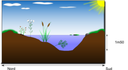 Mare Naturelle Natural Pond