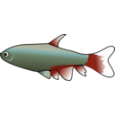 Bloodfin Tetra