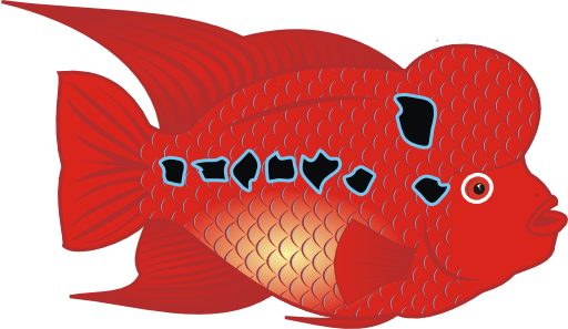 Flowerhorn Fish