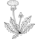 download Ku Taraxacum Officinale clipart image with 180 hue color