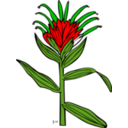 Ku Castilleja Miniata