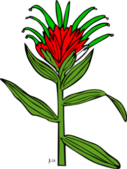 Ku Castilleja Miniata