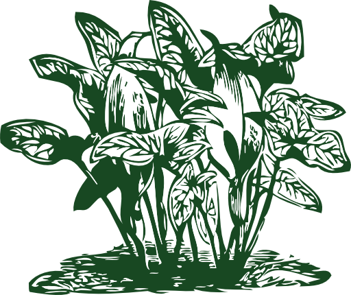 Tropical Plants